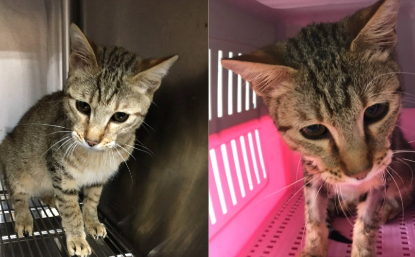 貓傳染病預防 貓傳染病預防