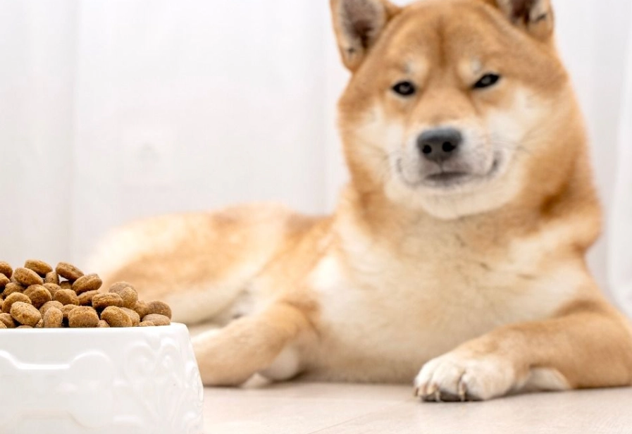 新手養狗準備全攻略：從零開始的必備清單與心態調整