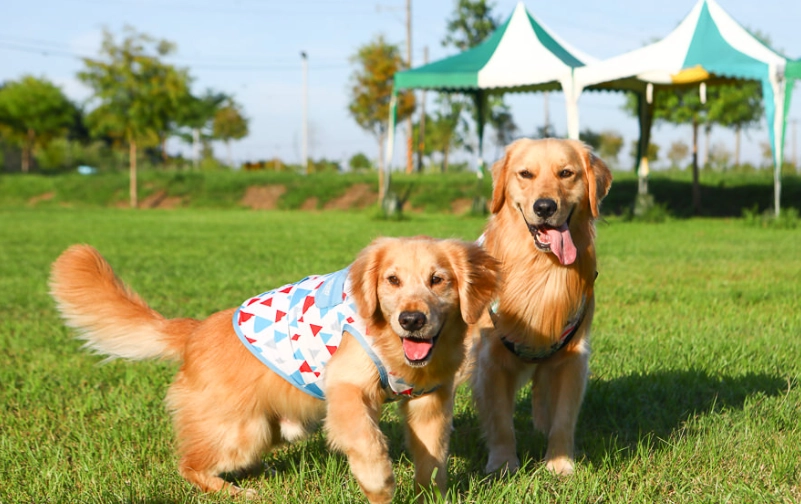 三星寵物友善 三星寵物友善