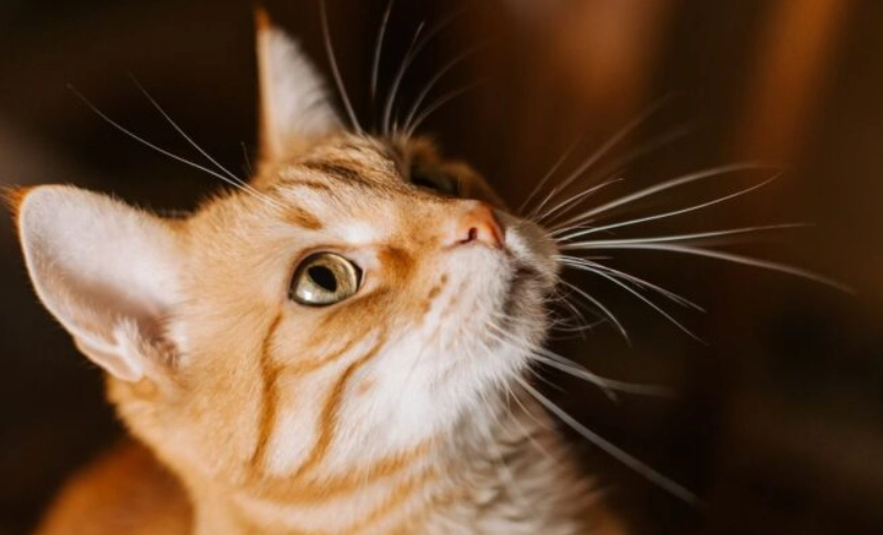 母貓個性 母貓個性