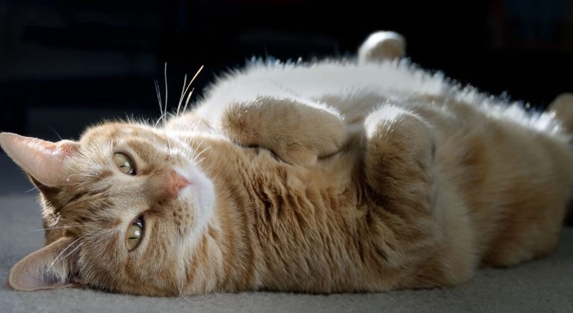 貓懷孕徵兆 貓懷孕徵兆