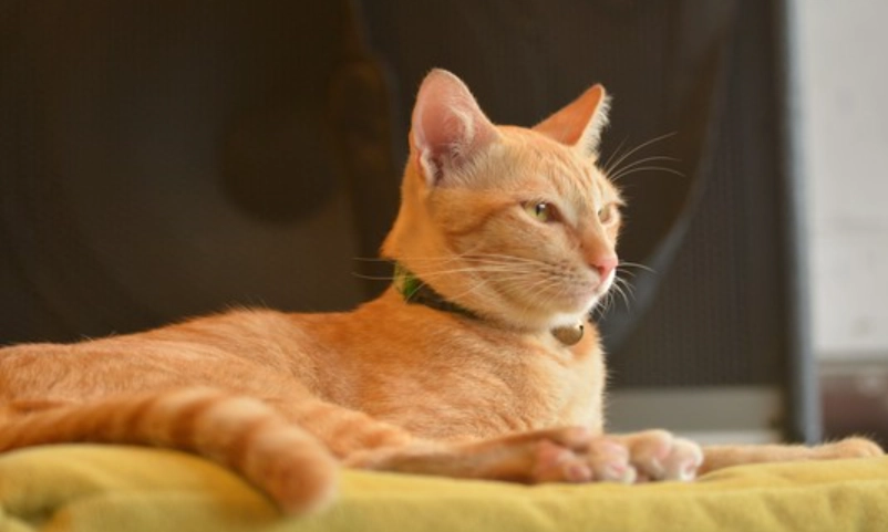 橘貓個性 橘貓個性