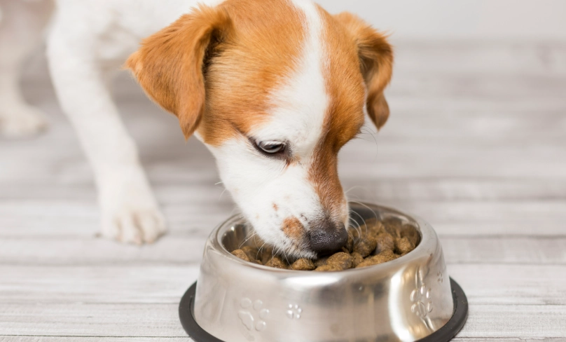 狗吃什麼最好？完整指南與專家建議，破解狗狗飲食迷思