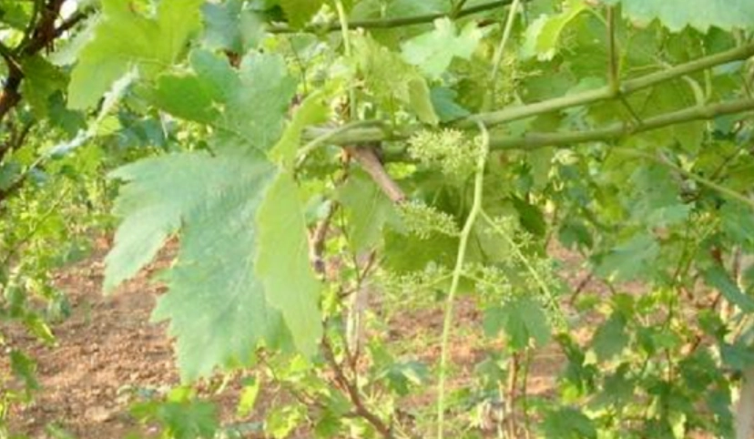 葡萄种植条件
