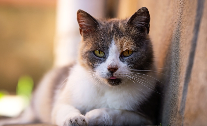 貓病傳染人 貓病傳染人