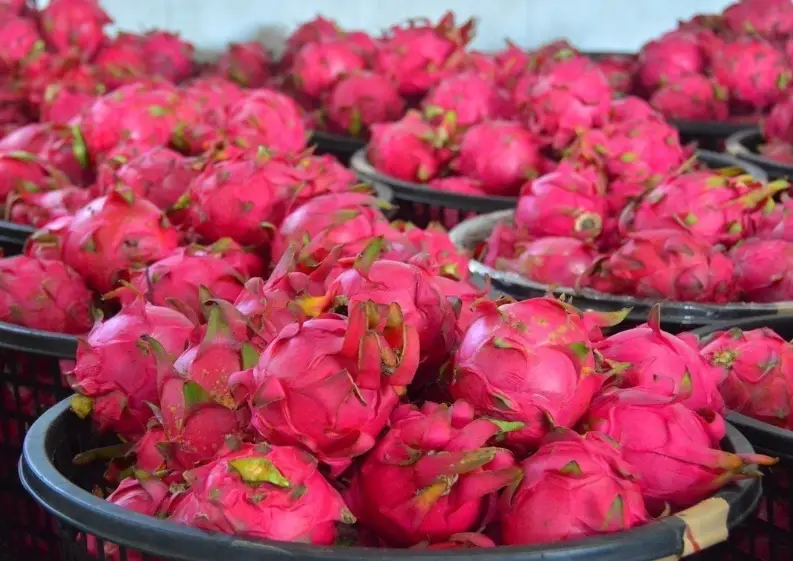 如何挑選火龍果