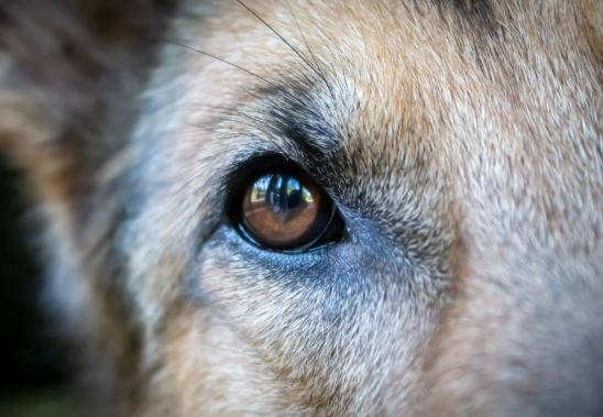 狗狗眼睛發炎怎麼辦？獸醫師教你判斷症狀與居家護理