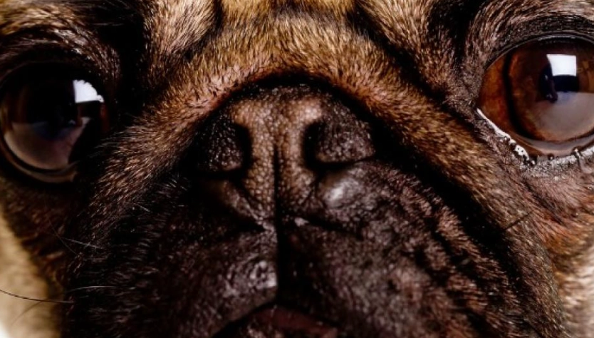 犬葡萄膜炎照護