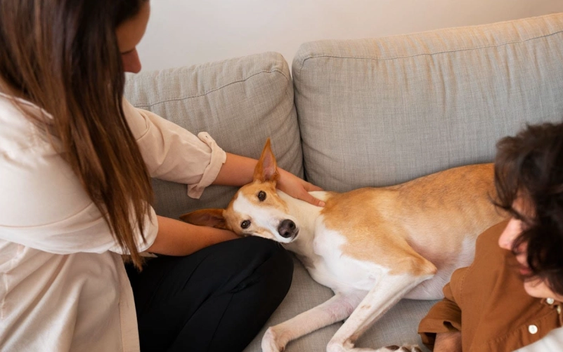 狗狗去世前行為解讀：毛孩最後的告別，你讀懂了嗎？