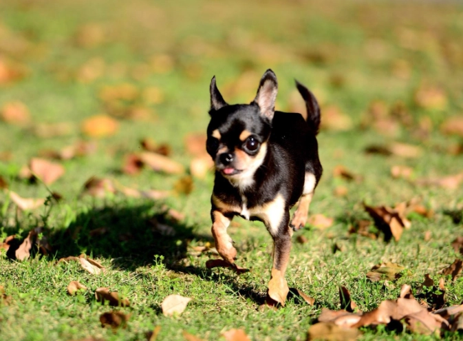 吉娃娃基因缺陷全解析：從症狀、照顧到飼養前關鍵評估