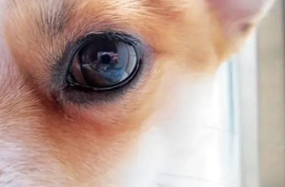 狗狗眼睛發炎