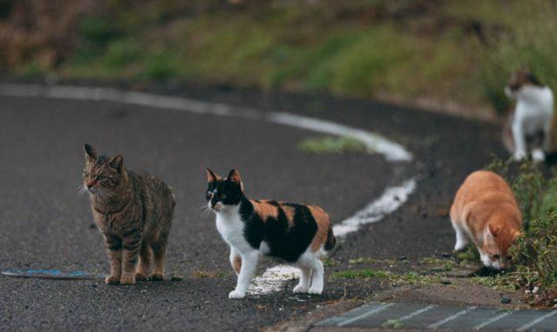 收編浪貓一直想出去