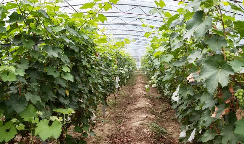 台湾葡萄种植