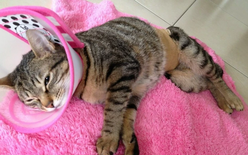 貓咪結紮後照顧 貓咪結紮後照顧