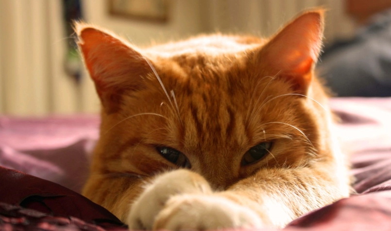 橘貓個性 橘貓個性