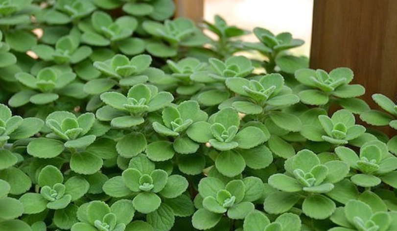 碰碰香種植 碰碰香種植