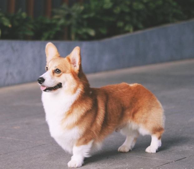 柯基免費領養完整指南：從準備到帶回家，避免陷阱的實用攻略