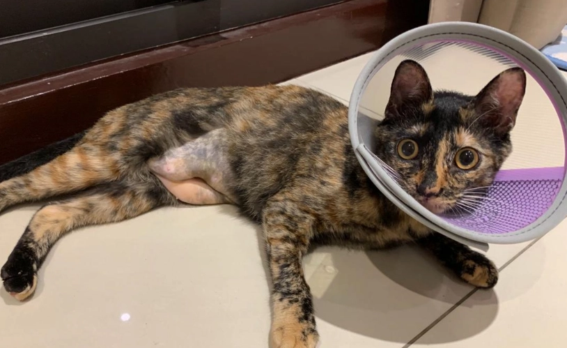 公貓結紮 公貓結紮