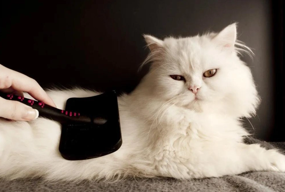 貓毛柔順全攻略：資深貓奴分享讓毛孩毛髮閃亮柔滑的實用技巧