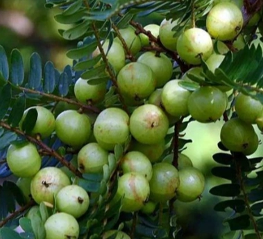 油甘果怎麼泡？完整步驟與秘訣大公開