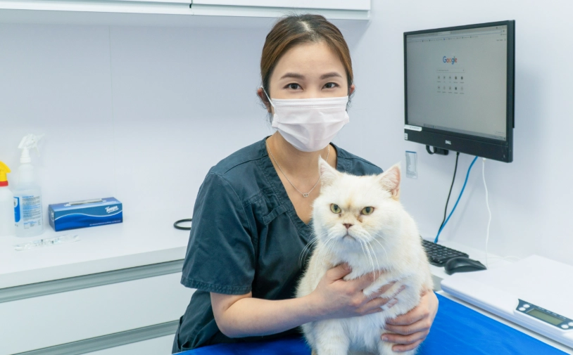 貓咪三合一疫苗