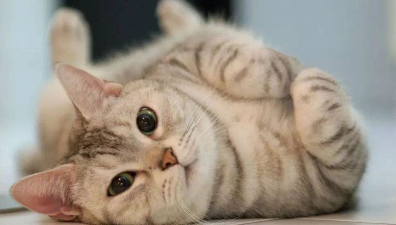 貓嘔吐黃色液體