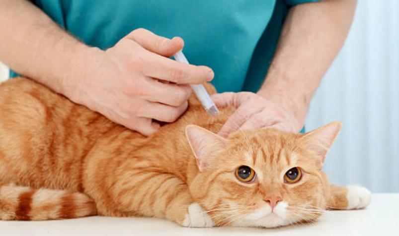 貓咪三合一疫苗
