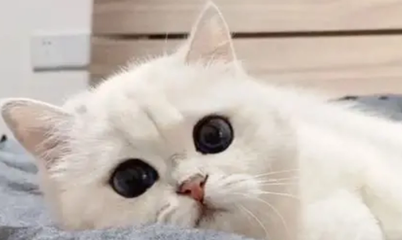 黴漿菌會傳染給貓嗎？獸醫親解傳染風險、症狀與預防對策