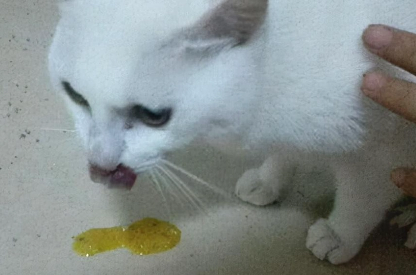 貓咪吐黃色泡沫怎麼辦？獸醫級原因解析與緊急處理全指南