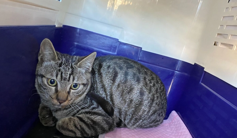 流浪貓健康管理 流浪貓健康管理