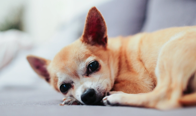 犬腸胃炎治療 犬腸胃炎治療
