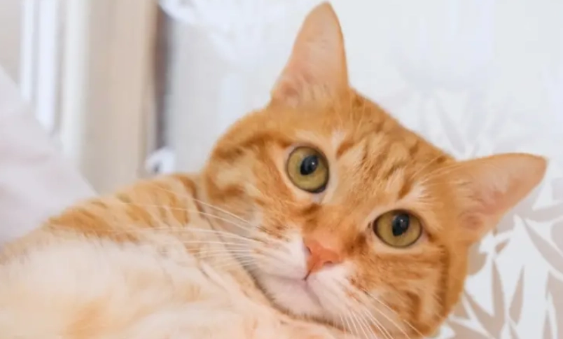 橘貓個性 橘貓個性