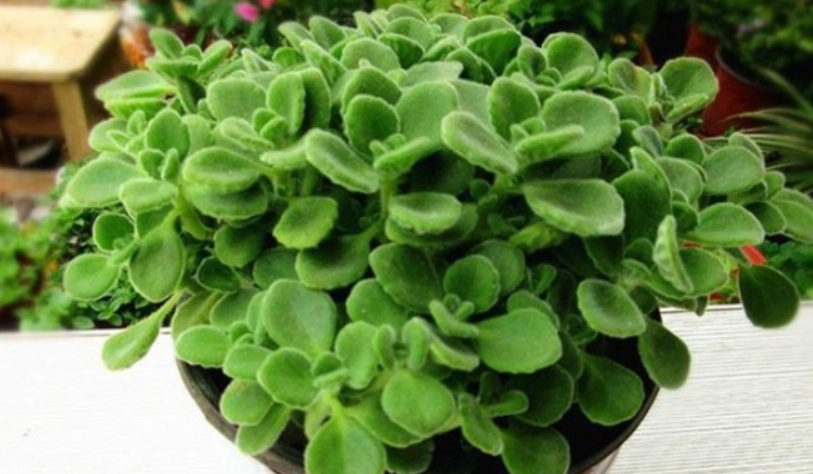 碰碰香用途 碰碰香用途