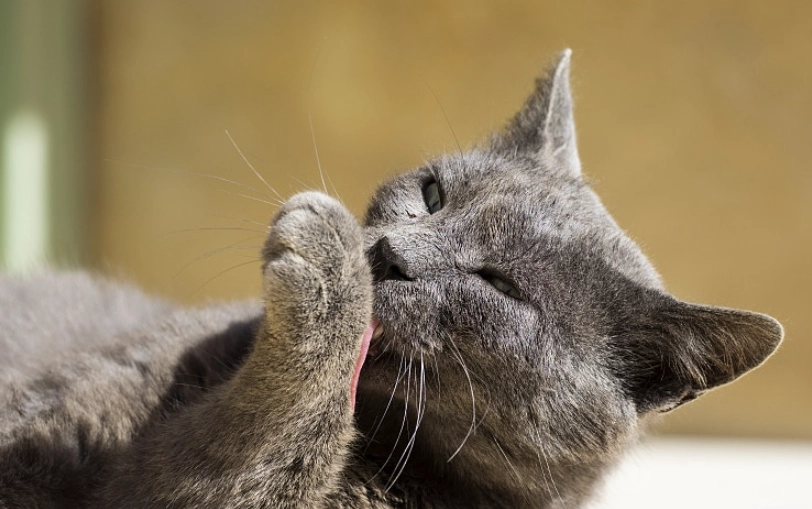 貓毛球症完整指南：症狀判別、居家照護與預防關鍵