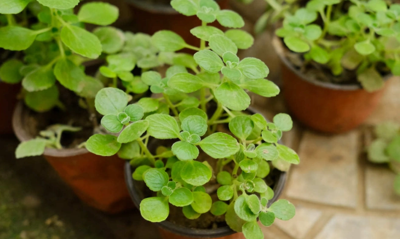 碰碰香功效全解析：從驅蚊到療癒，居家必備的香草植物