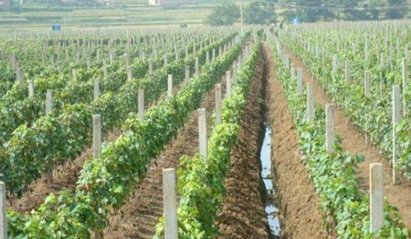 台湾葡萄种植条件全攻略：从选址到采收的实战心得