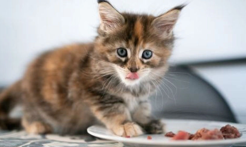 3個月幼貓飲食