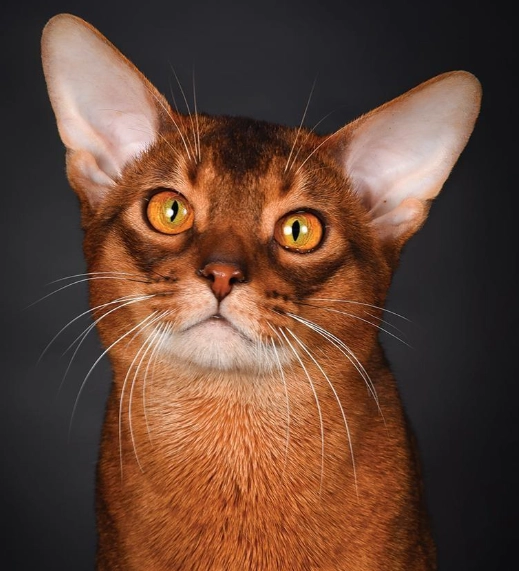 黏人貓品種排行