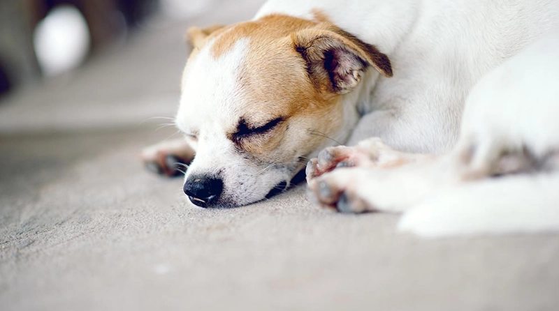狗胃酸逆流 狗胃酸逆流