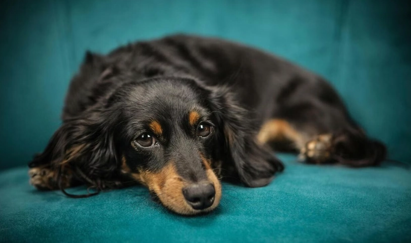 臘腸狗掉毛怎麼辦？完整指南與專家建議