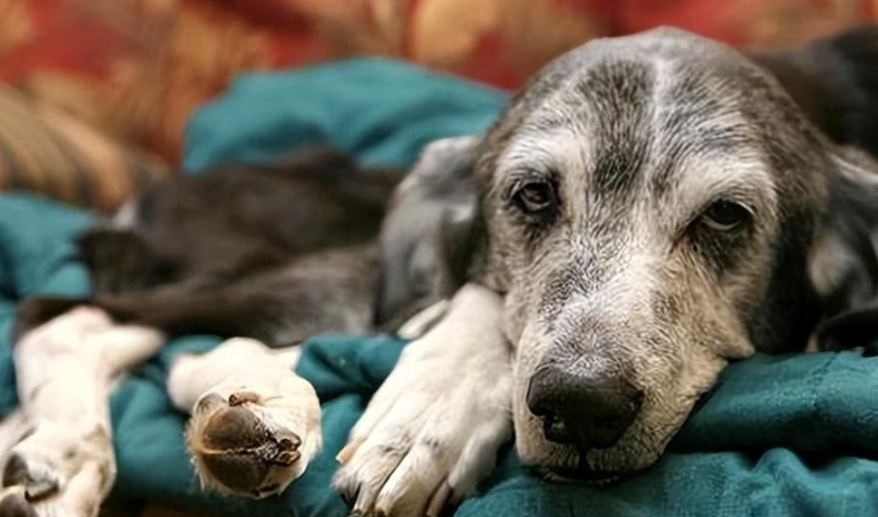 狗狗快死了行為 狗狗快死了行為