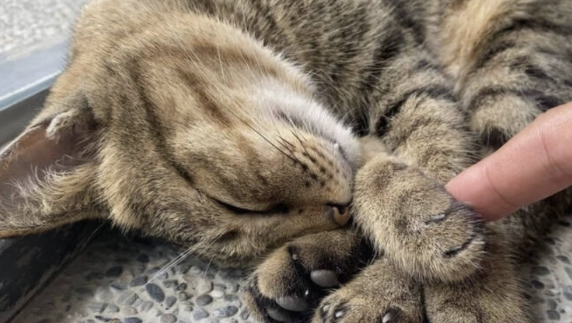 貓抓熱症狀 貓抓熱症狀