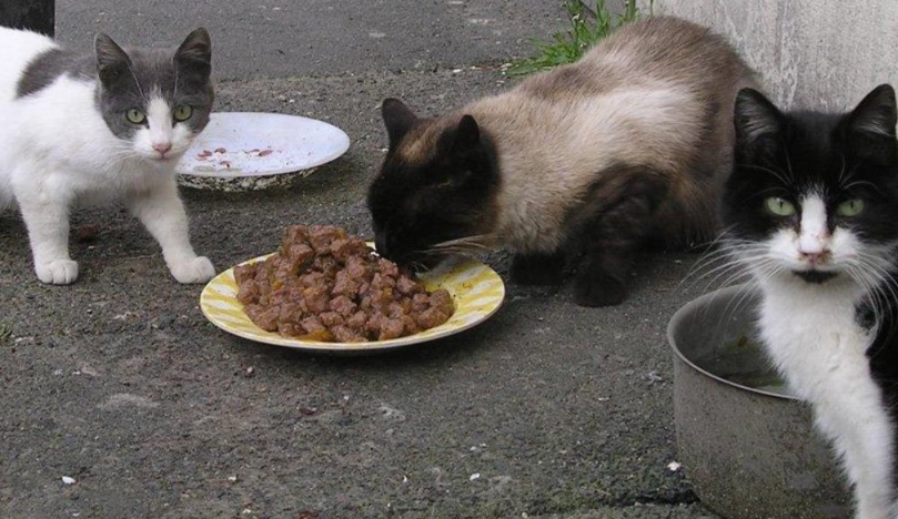 流浪貓健康管理 流浪貓健康管理