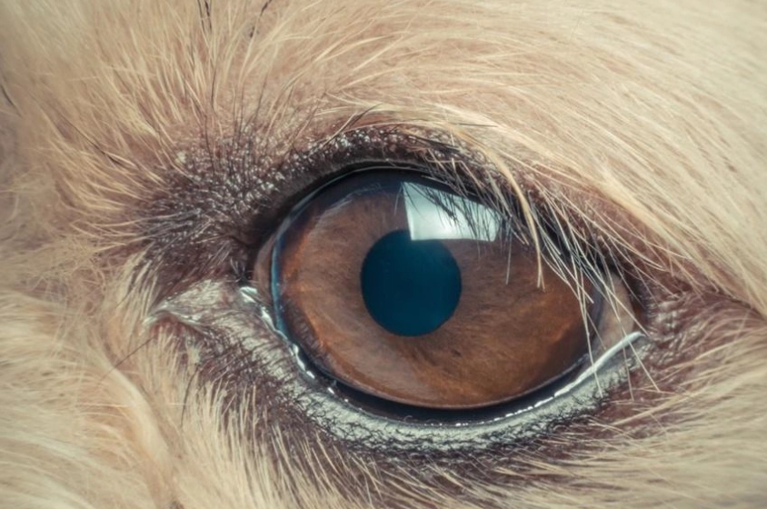 狗乾眼症凝膠使用