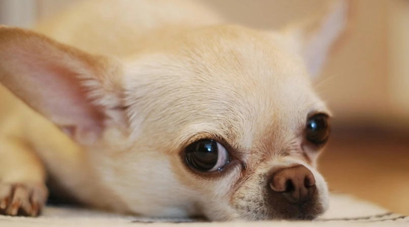 狗狗吐血 狗狗吐血