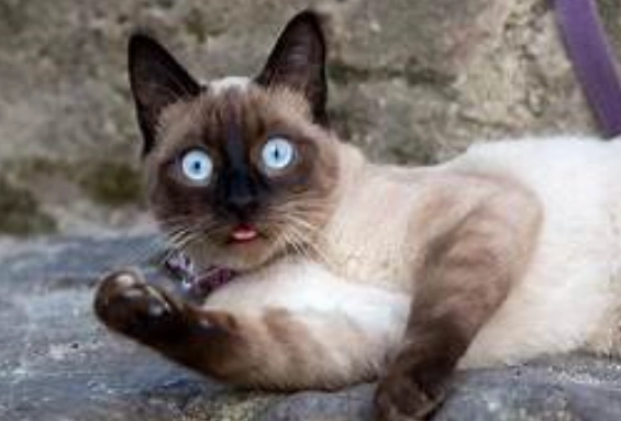 暹羅貓性格問題