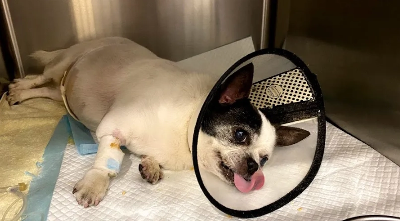 狗狗腸胃炎吐血怎麼辦？獸醫經驗分享緊急處理與預防指南