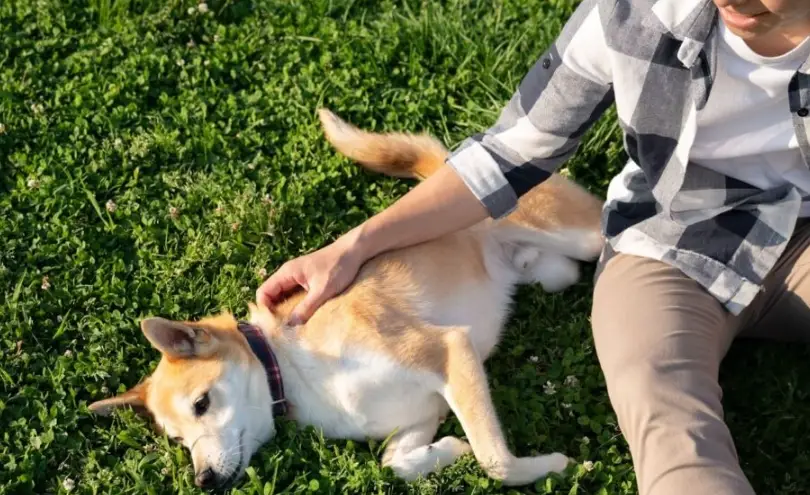 狗狗臨終前徵兆 狗狗臨終前徵兆