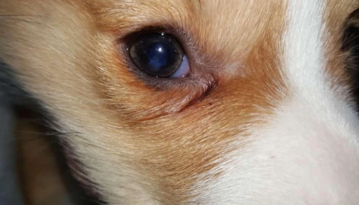 狗眼睛紅腫