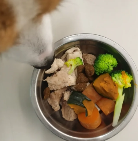 狗狗鮮食食譜全攻略：從入門到進階，毛孩家長必備實用手冊